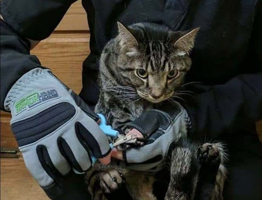 Scratch Protection Leather Gloves – Home & Kitchen